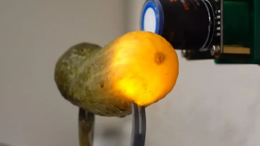 Mystery Solved: Why Pickles Glow When Electrified — It's Hydrogen Explosions and Sparks cover