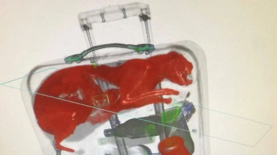 Cat Found Trapped in Suitcase During Airport Security Check at JFK cover