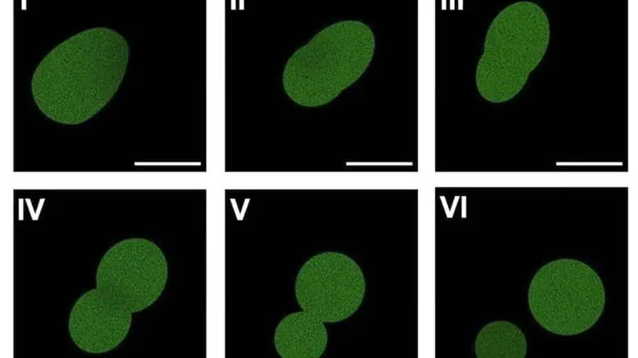 Scientists Create Artificial Cells That Eat, Grow, and Divide — But They're Not Alive cover