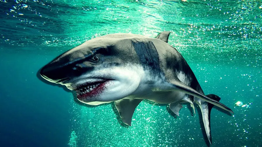 Megalodon was truly massive: Lost fossil rediscovered confirms length of 24.3 meters cover
