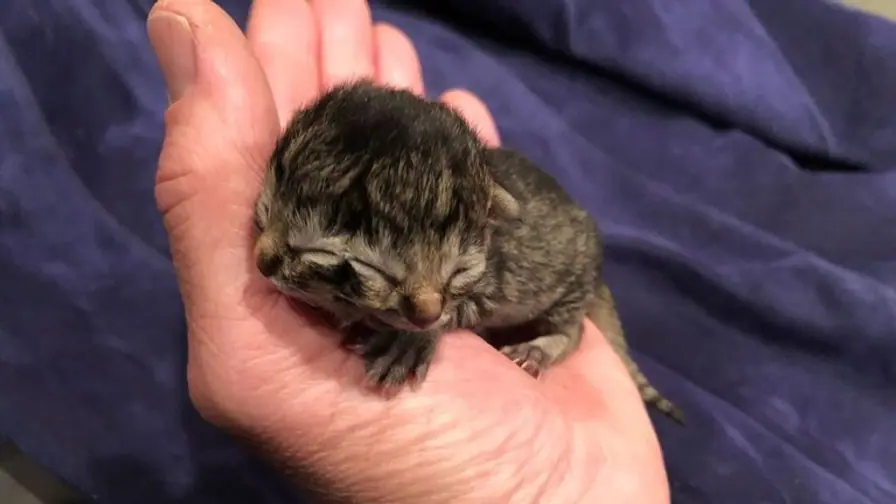 Kitten Born with Two Faces Dies After Three Days in Oregon cover