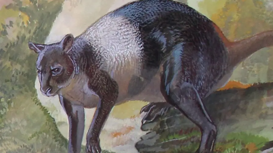 Kangaroo Thought Extinct 20,000 Years Ago Survived Until 6,500 Years Ago cover