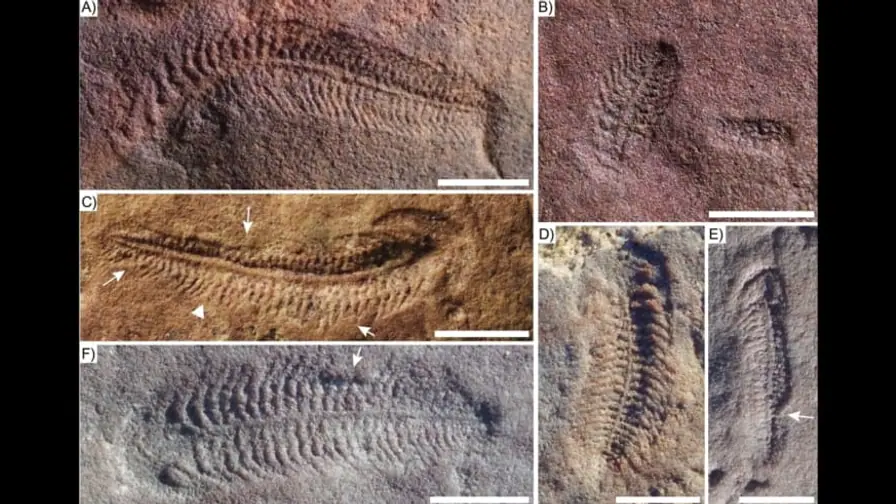 550-Million-Year-Old Fossil Reveals the Oldest Evidence of Right-Handedness cover