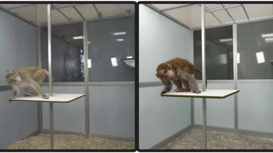 Monkeys Also Fall into the Uncanny Valley cover