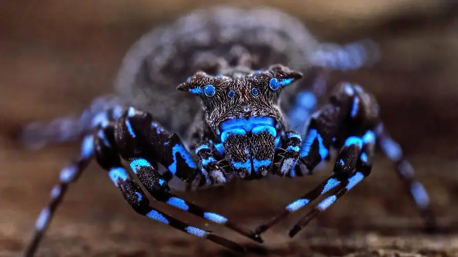 Blue Glowing Spider Discovered in Remote Angola Alongside Dozens of New Species cover