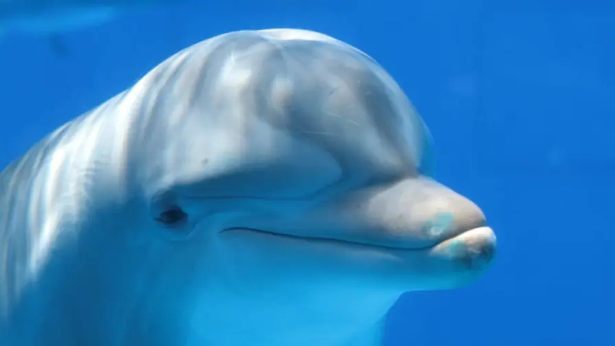 Female dolphins can identify and avoid aggressive males by their voices cover